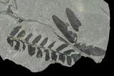 Fossil Fern (Neuropteris & Macroneuropteris) Plate - Kentucky #142431-2